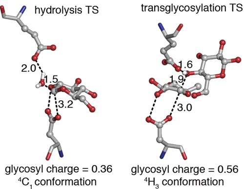 Hydrolysis And Transglycosylation Transition States Of Glycoside ...