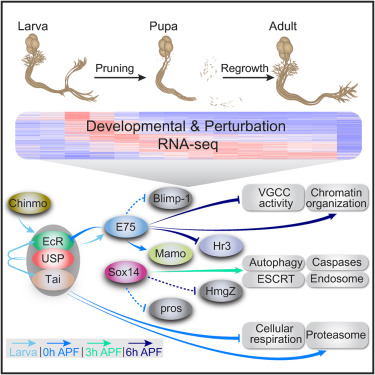 Combining Developmental And Perturbation-Seq Uncovers Transcriptional ...