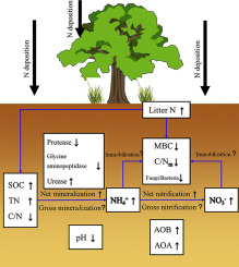 Nitrogen Deposition Affects Both Net And Gross Soil Nitrogen ...