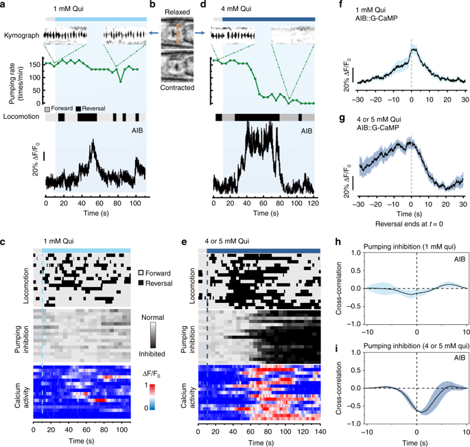 Decoding The Intensity Of Sensory Input By Two Glutamate Receptors In One C Elegans Interneuron Nature Communications X Mol