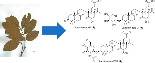 Structures And Antimutagenic Effects Of Onoceranoid Type Triterpenoids From The Leaves Of Lansium Domesticum J Nat Prod X Mol