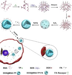 基于绿茶多酚和BSA自组装的GSH和酶促响应纳米球用于靶向癌症化疗,Colloids And Surfaces B ...