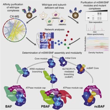 Modular Organization And Assembly Of Swi Snf Family Chromatin Remodeling Complexes Cell X Mol