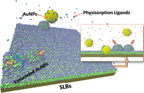 Nanoparticle Ligand Exchange And Its Effects At The Nanoparticle–Cell ...