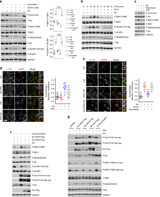 Src Regulates Amino Acid-mediated MTORC1 Activation By Disrupting ...