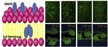 Exploring The Membrane Toxicity Of Decabromodiphenyl Ethane Dbdpe Based On Cell Membranes And Lipid Membranes Model Chemosphere X Mol