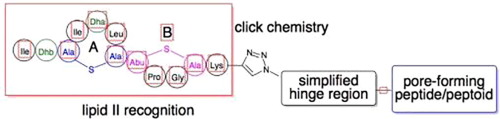 Simplified Lipid II Binding Antimicrobial Peptides Design Synthesis And Antimicrobial Activity