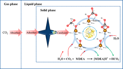 Carbonic Anhydrase Enzyme-MOFs Composite With A Superior Catalytic ...