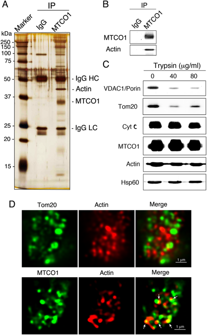 In vitro rejuvenation of brain mitochondria by the inhibition of actin ...