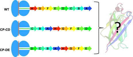 Investigating The Effect Of Chain Connectivity On The Folding Of A Beta Sheet Protein On And Off The Ribosome Journal Of Molecular Biology X Mol