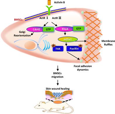 MDia1 And Cdc42 Regulate Activin B-induced Migration Of Bone Marrow ...