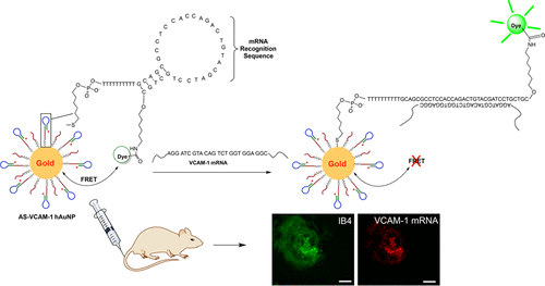 Targeted Imaging Of Vcam 1 Mrna In A Mouse Model Of Laser Induced Choroidal Neovascularization Using Antisense Hairpin Dna Functionalized Gold Nanoparticles Molecular Pharmaceutics X Mol