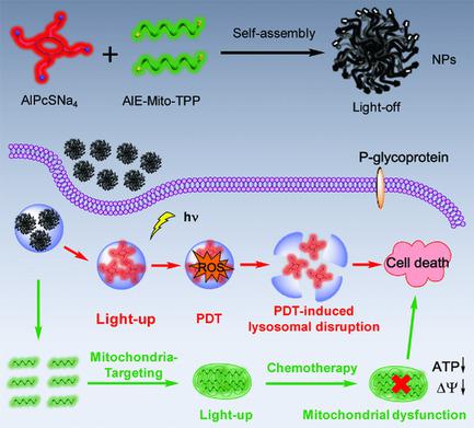 Mitochondria‐ And Lysosomes‐Targeted Synergistic Chemo‐Photodynamic ...