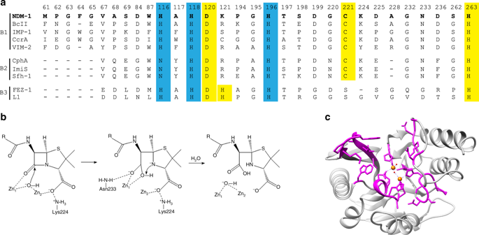 Differential Active Site Requirements For Ndm 1 B Lactamase Hydrolysis Of Carbapenem Versus Penicillin And Cephalosporin Antibiotics Nature Communications X Mol