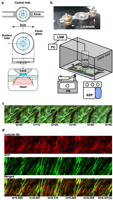 Intravital Imaging With Two-photon Microscopy Reveals Cellular Dynamics ...