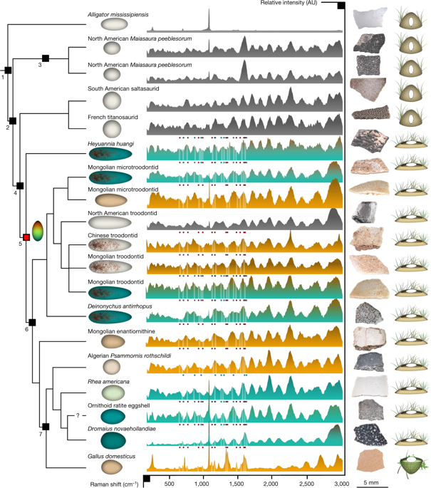 Dinosaur egg colour had a single evolutionary origin,Nature XMOL