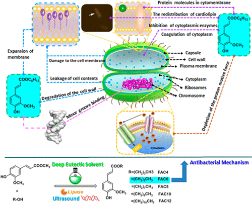 Alkyl Ferulate Esters As Multifunctional Food Additives Antibacterial Activity And Mode Of Action Against Escherichia Coli In Vitro Journal Of Agricultural And Food Chemistry X Mol