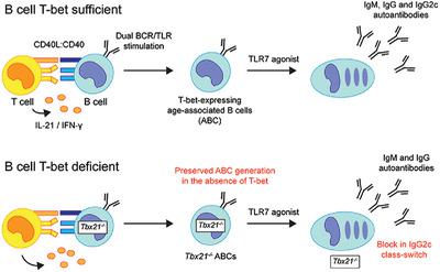 Generation Of Functional Murine CD11c+ Age‐associated B Cells In The ...