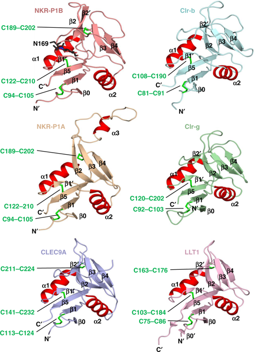 Recognition Of Host Clr-b By The Inhibitory NKR-P1B Receptor Provides A ...