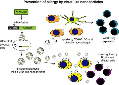 Prevention Of Allergy By Virus-like Nanoparticles (VNP) Delivering ...