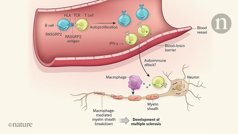 Immune Cell Crosstalk In Multiple Sclerosis Nature X Mol