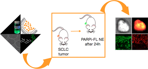 nanoemulsion based delivery of fluorescent parp inhibitors in mouse models of small cell lung cancer bioconjugate chem x mol x mol