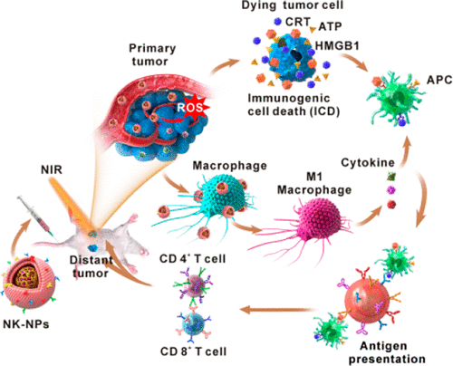 Cell-Membrane Immunotherapy Based on Natural Killer Cell Membrane ...