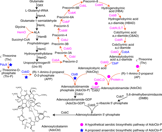 Metabolic Engineering Of Escherichia Coli For De Novo Biosynthesis Of ...