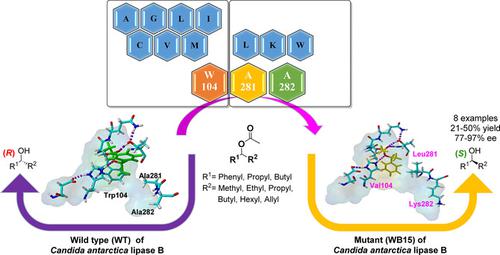 Highly Focused Library‐Based Engineering Of Candida Antarctica Lipase B ...