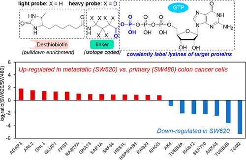 Targeted Quantitative Profiling Of GTP-Binding Proteins In Cancer Cells ...