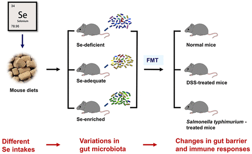 Effects Of Dietary Selenium Supplementation On Intestinal Barrier And ...