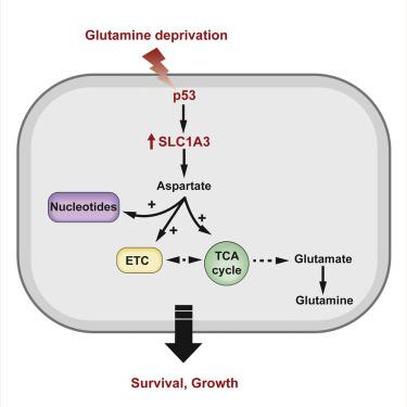 A Role For P53 In The Adaptation To Glutamine Starvation Through The ...