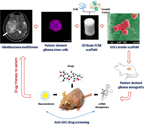 Brain-Tumor-Regenerating 3D Scaffold-Based Primary Xenograft Models For ...