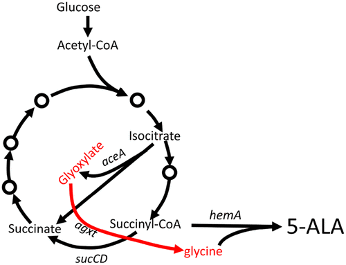 An Unnatural Pathway For Efficient 5 Aminolevulinic Acid Biosynthesis With Glycine From 