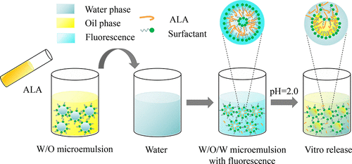 Preparation Of A Linolenic Acid Loaded Water In Oil In Water Microemulsion And Its Potential As A Fluorescent Delivery Carrier With A Free Label Journal Of Agricultural And Food Chemistry X Mol