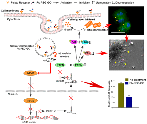 Folic-Acid-Adorned PEGylated Graphene Oxide Interferes With The Cell ...