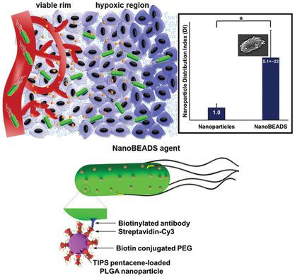 Nanoscale Bacteria‐Enabled Autonomous Drug Delivery System (NanoBEADS ...