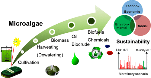 Sustainability Analysis Of Microalgae Production Systems: A Review On ...