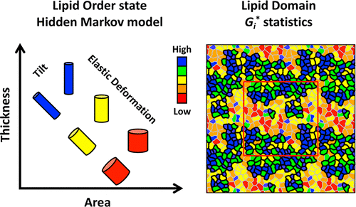 Analysis Of Lipid Order States And Domains In Lipid Bilayer - 