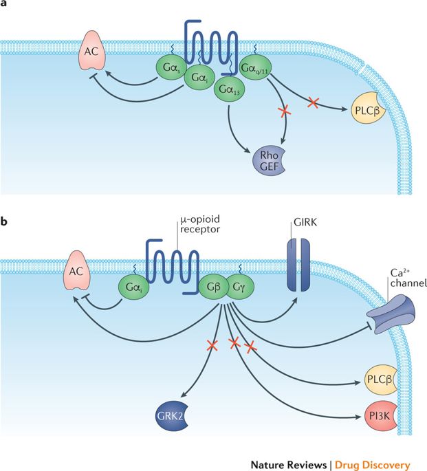 Targeting G Protein Coupled Receptor Signalling By Blocking G Proteins Nature Reviews Drug Discovery X Mol