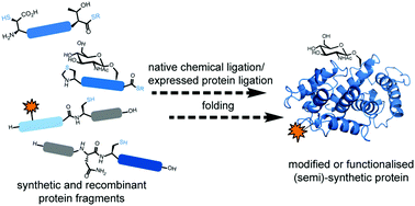Native Chemical Ligation In Protein Synthesis And Semi Synthesis Chemical Society Reviews X Mol