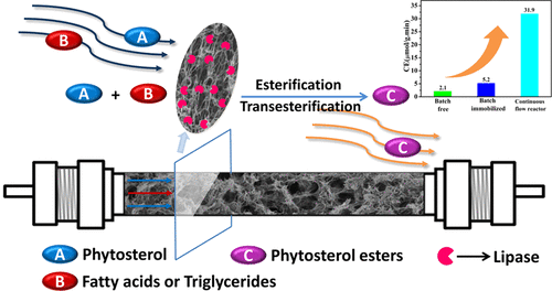 Constructing A Continuous Flow Bioreactor Based On A Hierarchically ...