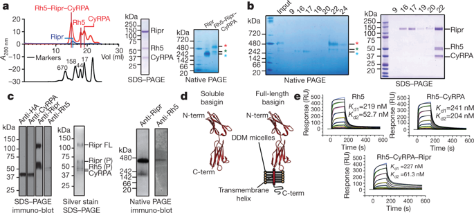 Structure Of Plasmodium Falciparum Rh5–CyRPA–Ripr Invasion Complex ...