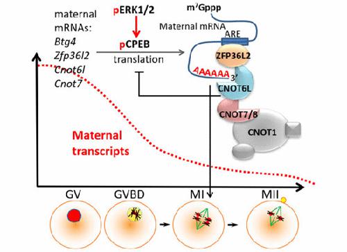 Cnot6l Couples The Selective Degradation Of Maternal Transcripts To