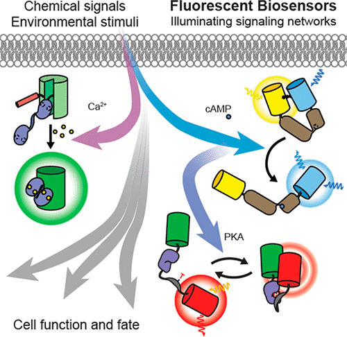 Genetically Encoded Fluorescent Biosensors Illuminate The ...