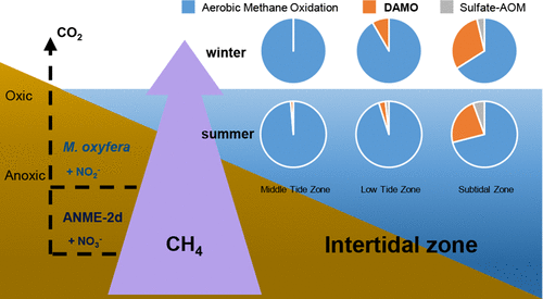 Denitrifying Anaerobic Methane Oxidation: A Previously Overlooked ...