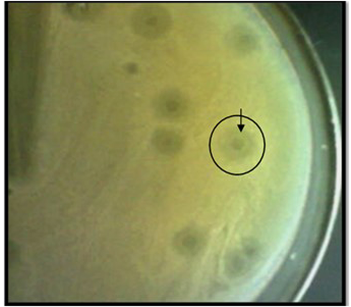 完整的Siphoviridae噬菌体TSK1基因组分析显示出针对肺炎克雷伯菌的生物膜去除潜力。,Scientific Reports - X-MOL