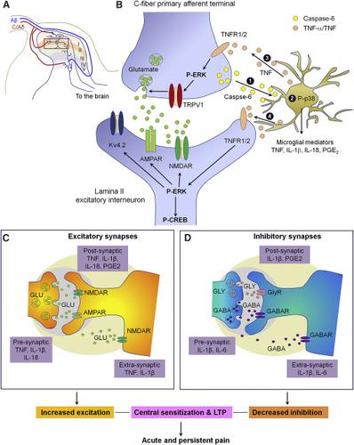 Microglia In Pain Detrimental And Protective Roles In Pathogenesis And Resolution Of Pain Neuron X Mol