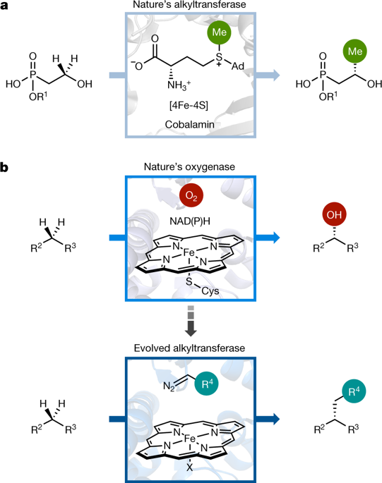 Enzymatic Assembly Of Carbon–carbon Bonds Via Iron-catalysed Sp3 C–H ...