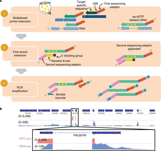 Detection Of Splice Isoforms And Rare Intermediates Using Multiplexed ...